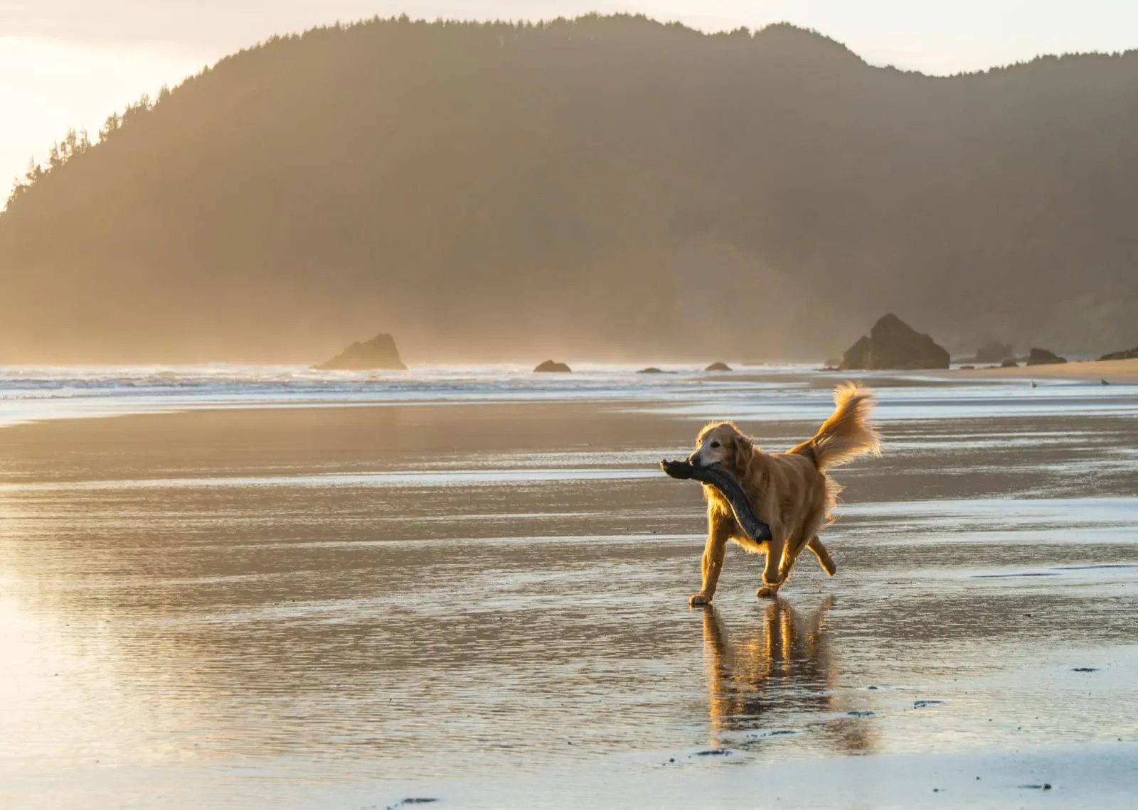Senior golden retriever running on the beach with a stick