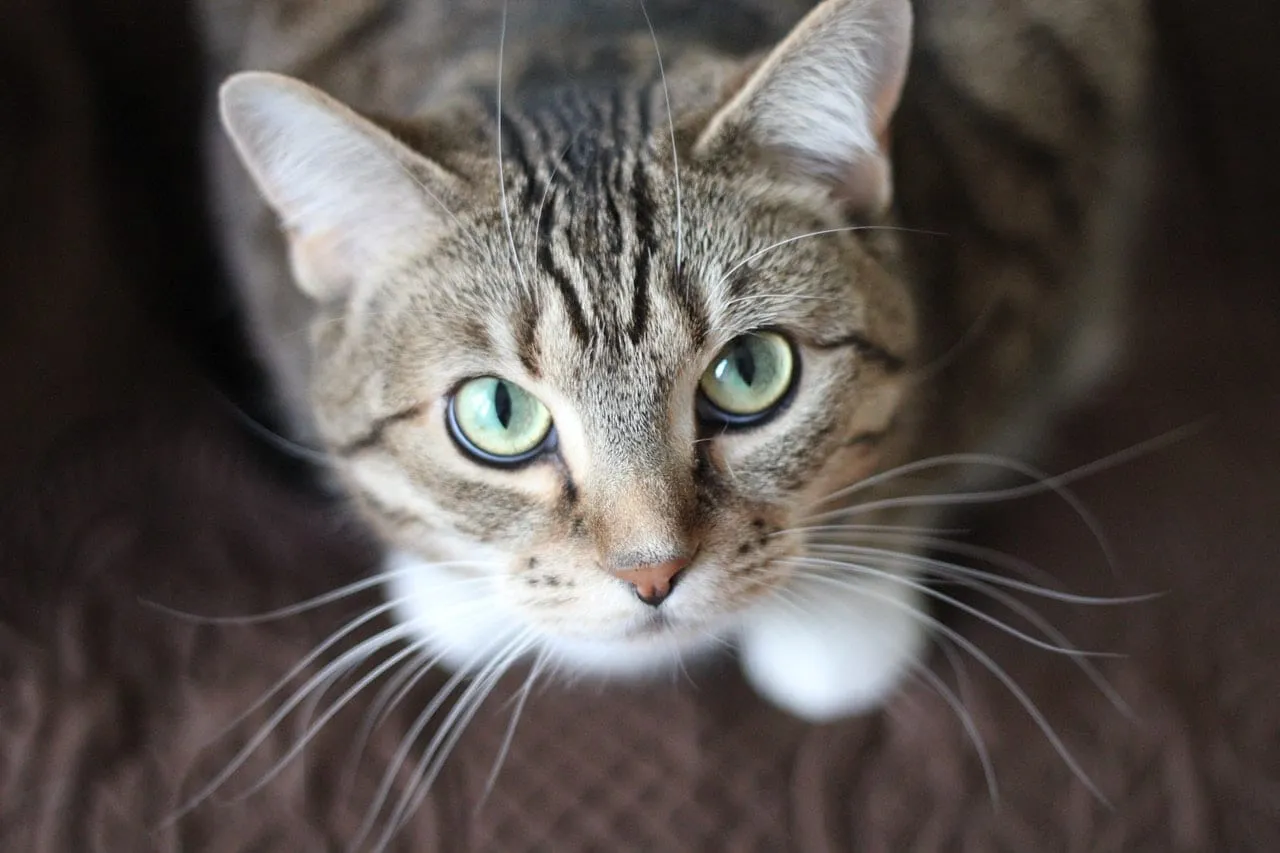Tabby and white cat looking up with green eyes