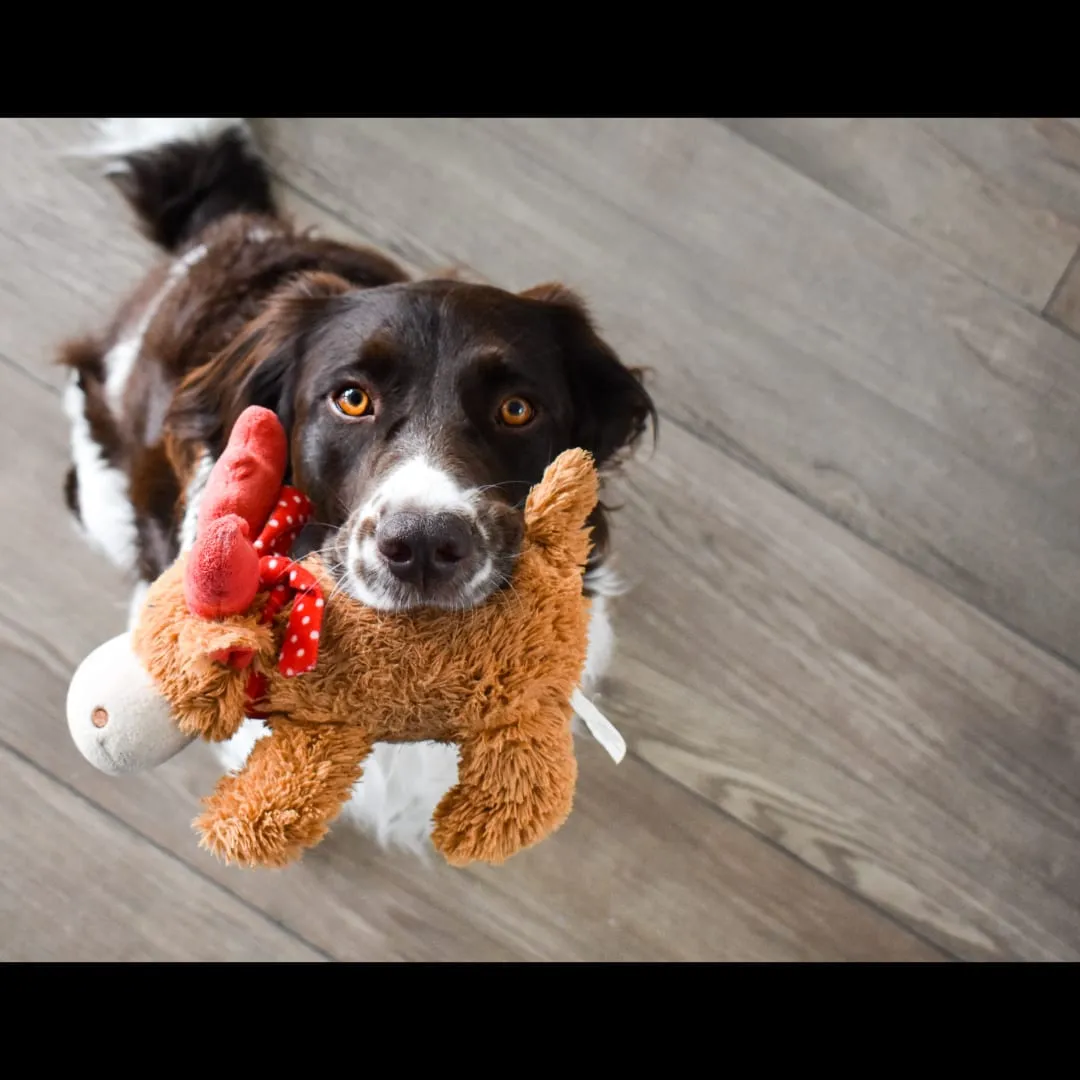 Brown and white dog holding a plush reindeer toy in its mouth