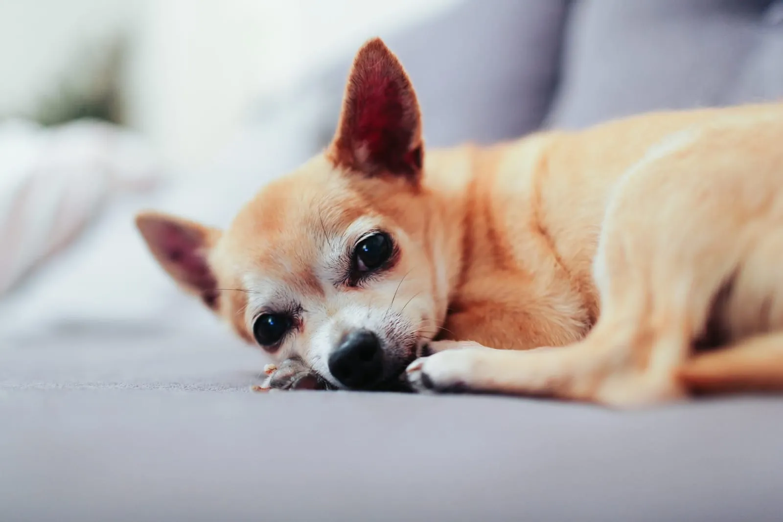 Greying tan chihuahua laying down.