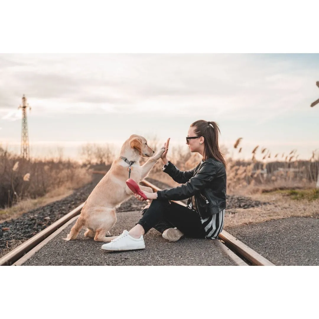 Woman sitting on railroad tracks giving a high five to a yellow dog