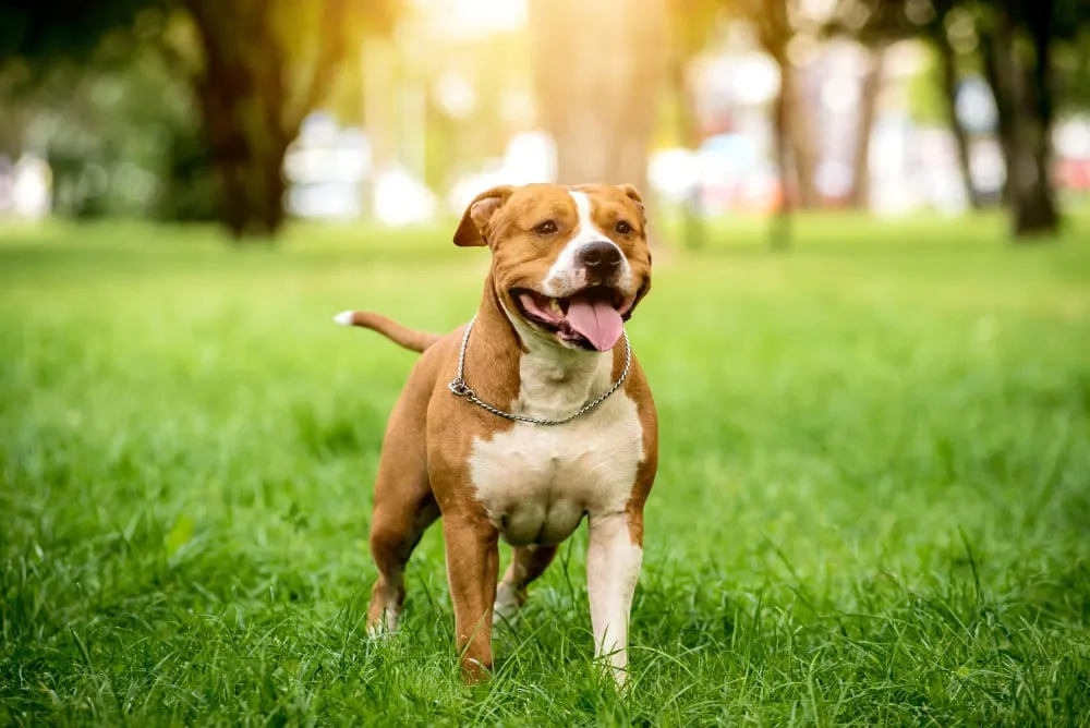 A brown and white dog standing in a sunny park