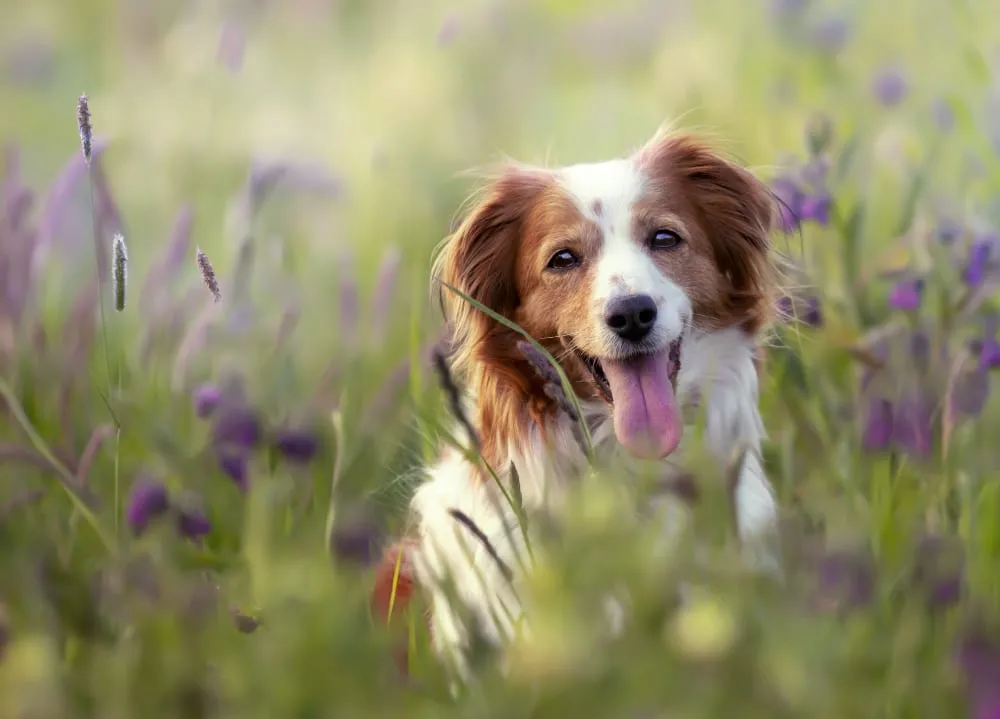 A spaniel sitting among wildflowers