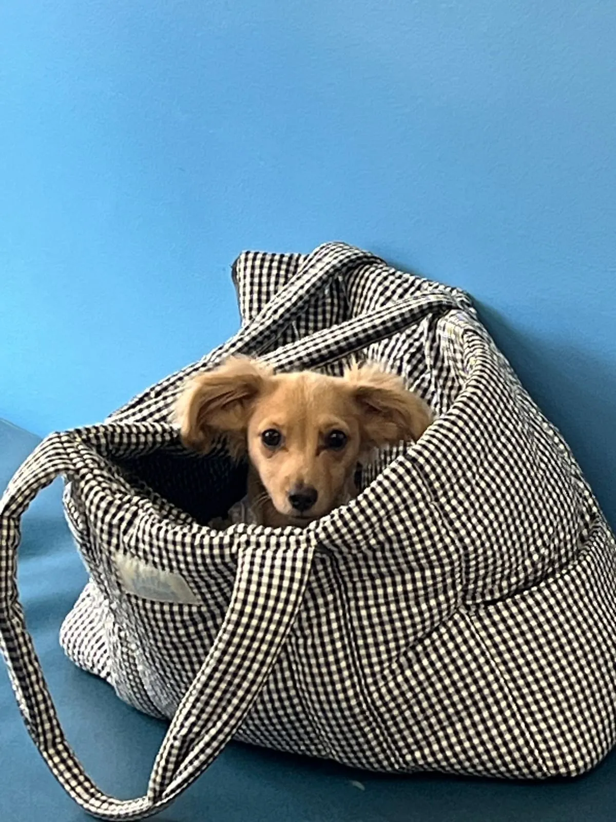 Almond, a small fluffy puppy, peeking out of a tote bag