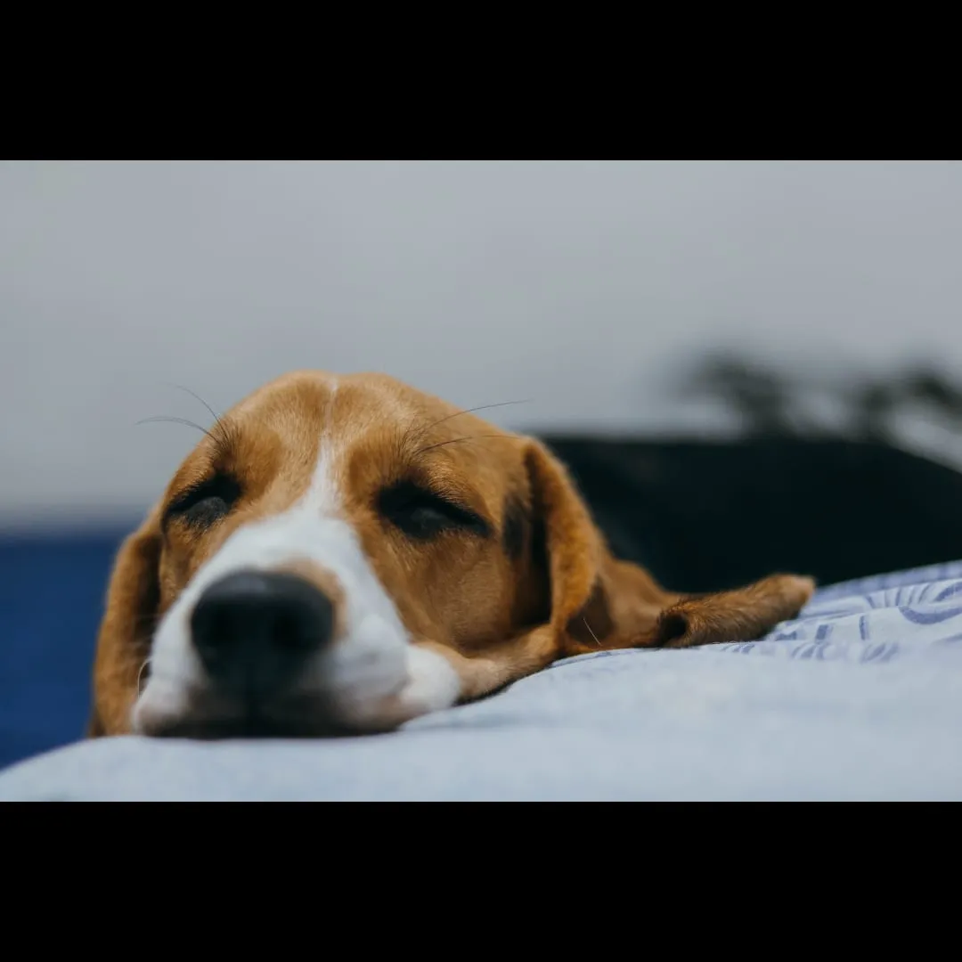 A beagle resting its head on a table