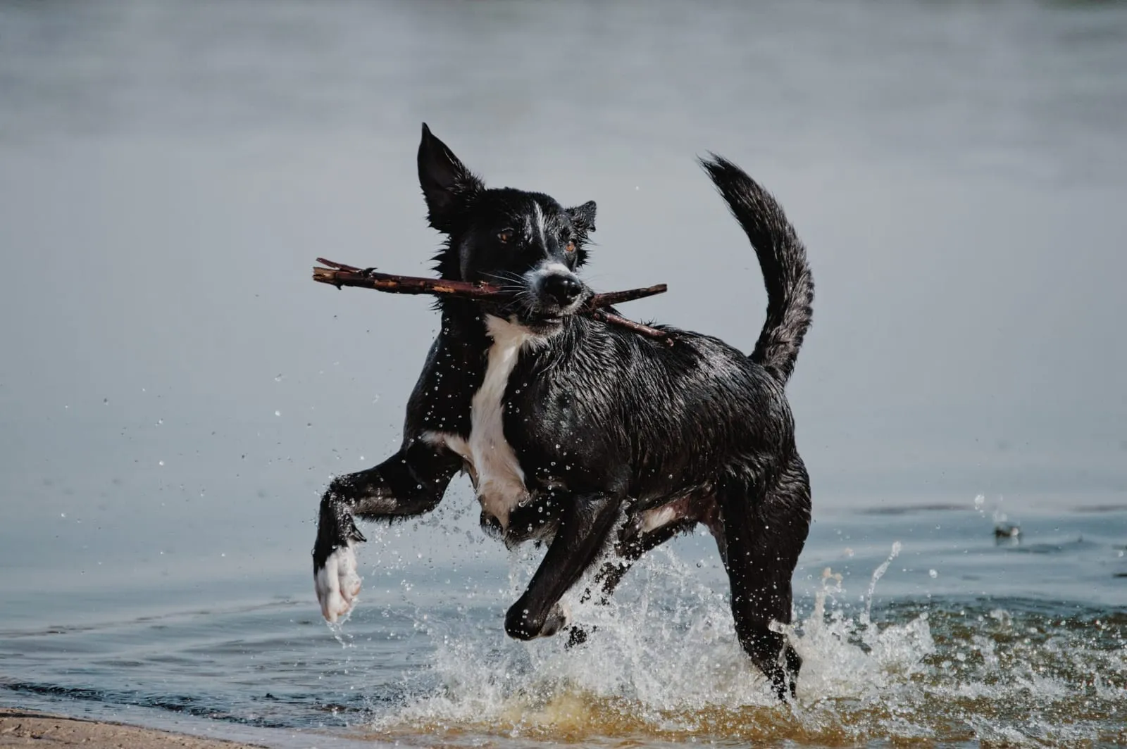 Black and white dog splashing through water with a stick in its mouth