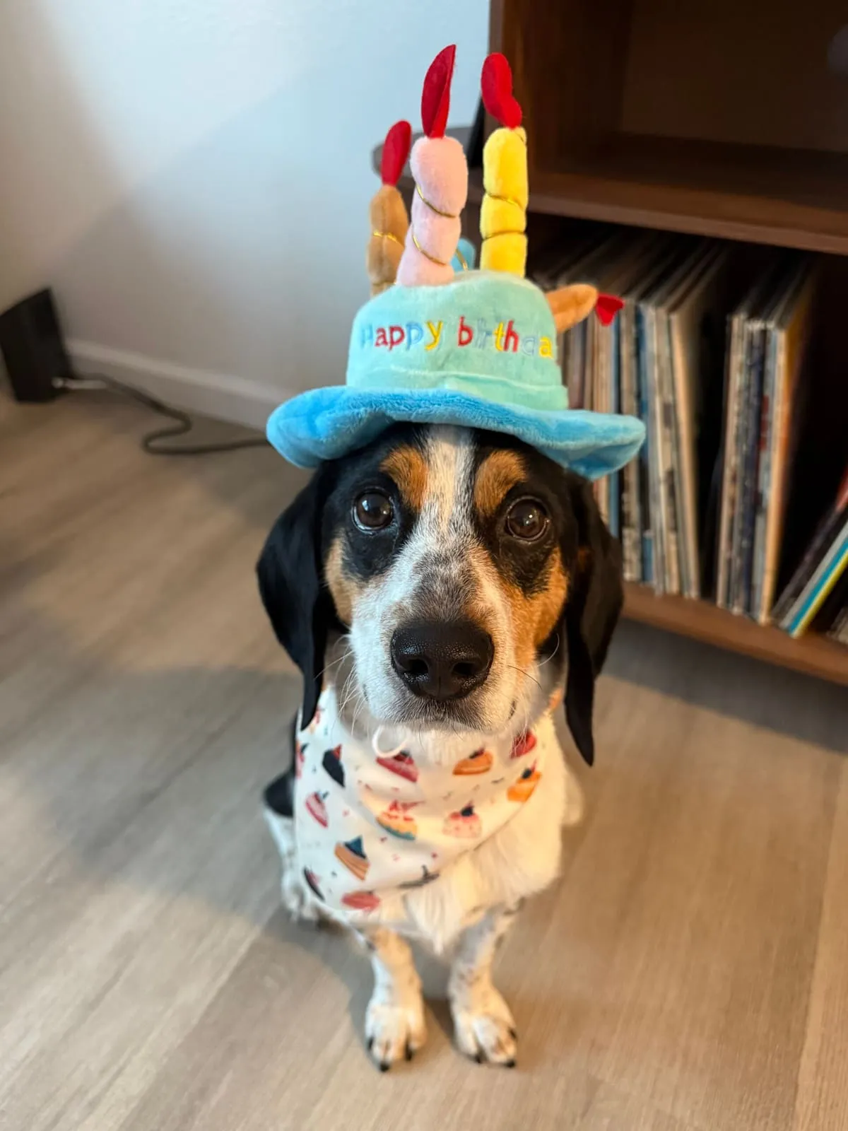 Barney the beagle wearing a birthday hat and bandana