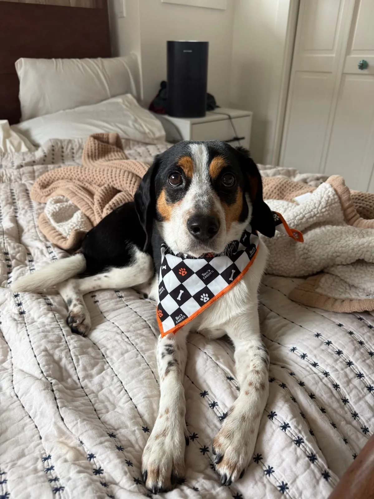 Barney the beagle relaxing on a bed in a checkered bandana