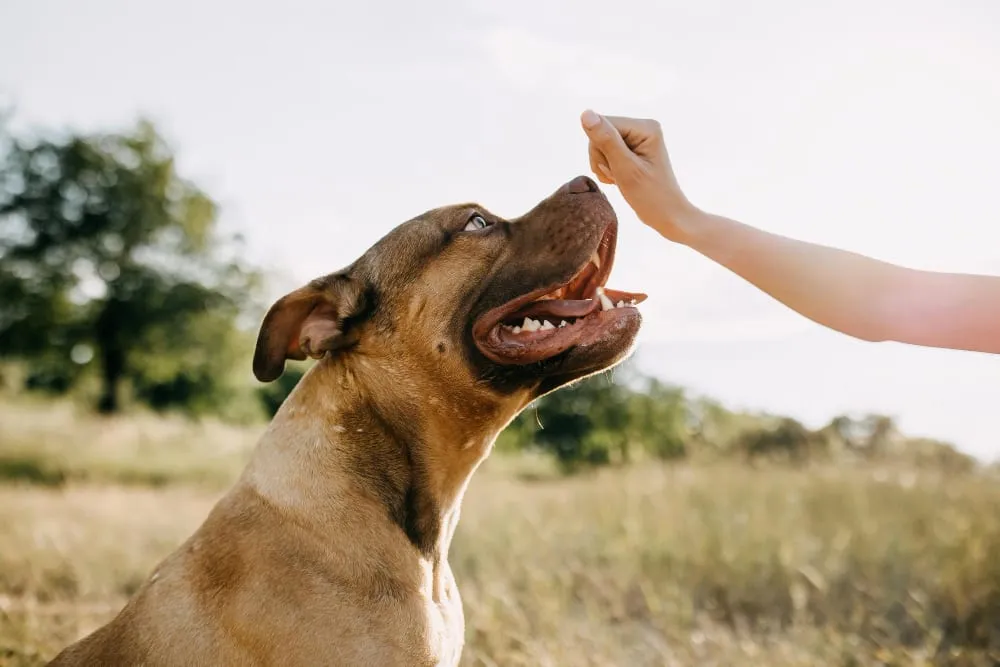 A dog taking a treat from its owner's hand outdoors