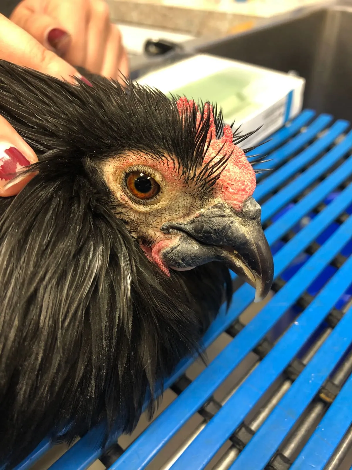 A close-up of a black chicken during a visit