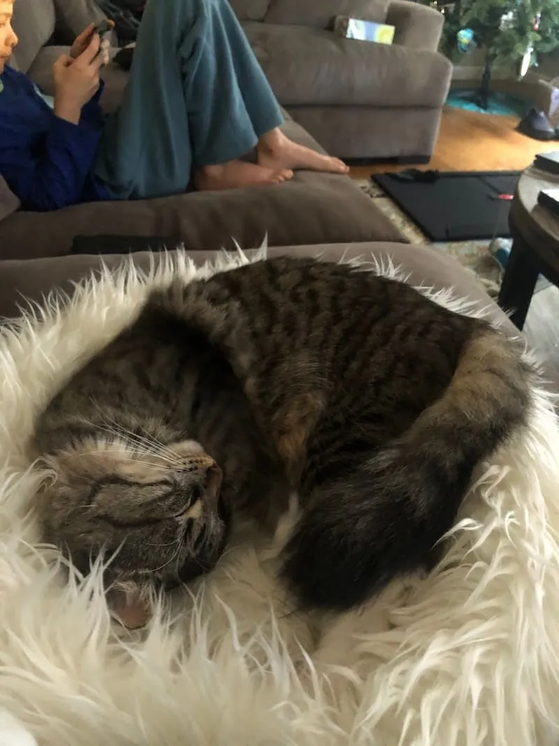 A tabby cat curled up asleep on a fluffy rug