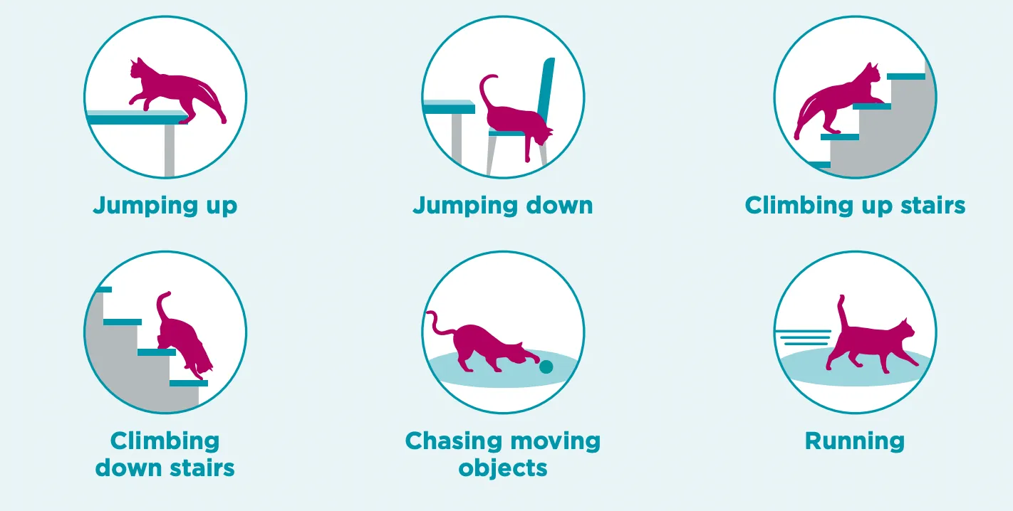 Six illustrations of a cat jumping up onto a table, jumping down from a chair, climbing up stairs, climbing down stairs, chasing a ball, and running