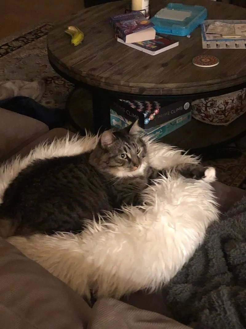 A tabby cat lounging on a fluffy white blanket