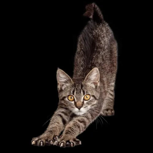 A tabby cat stretching