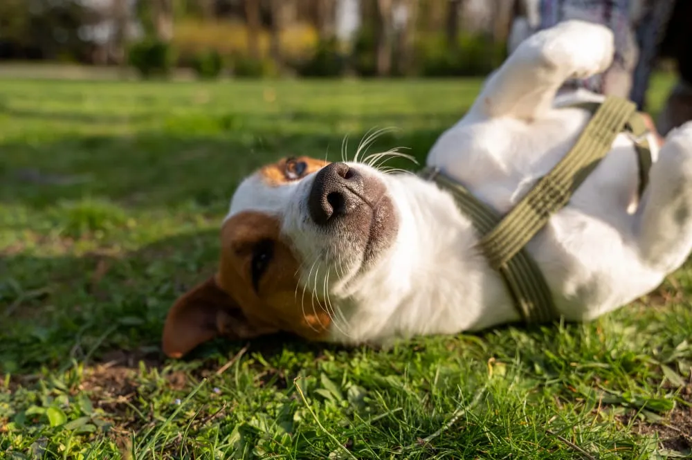 A beagle rolling on its back in the grass