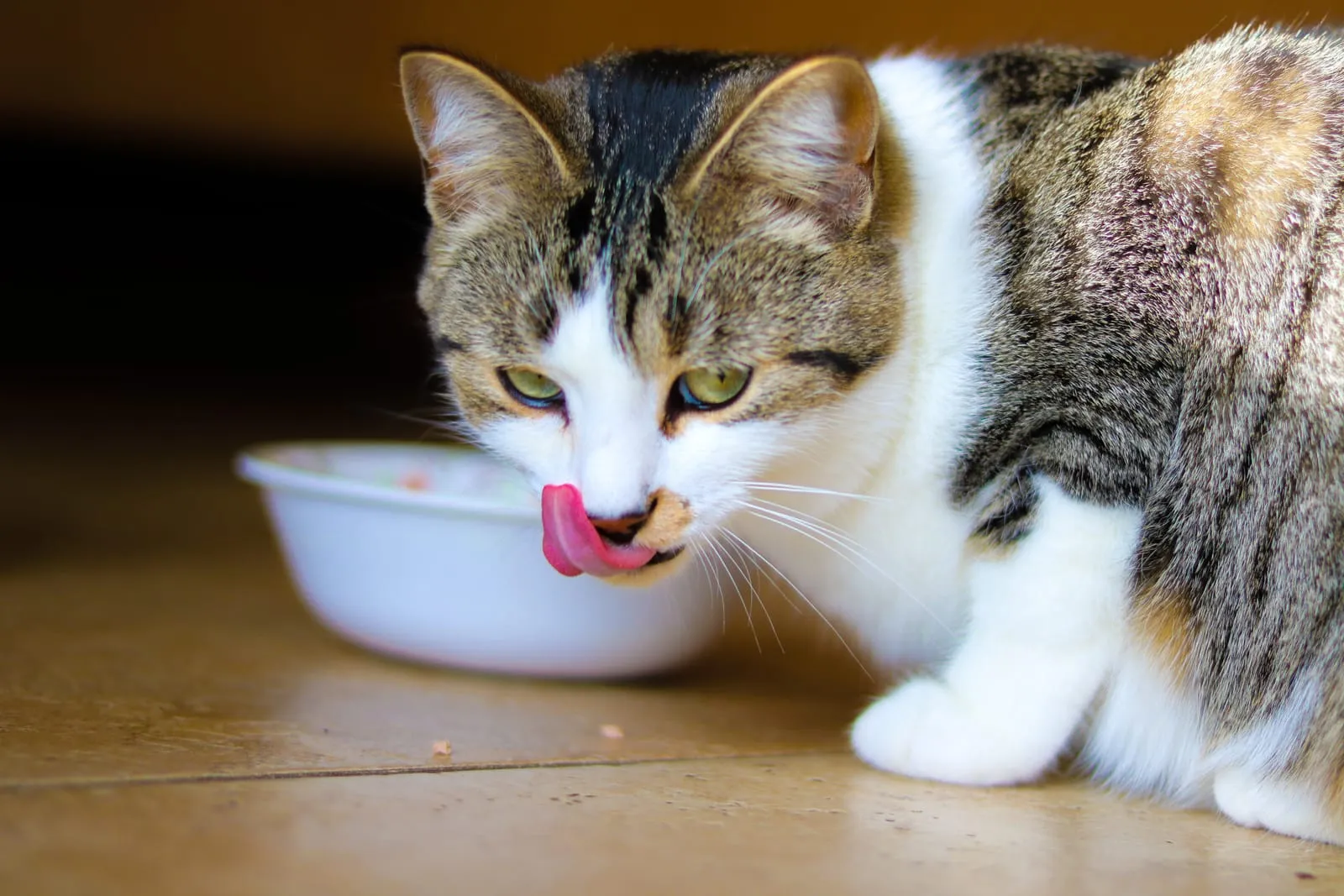 Cat licking its face after eating food from a bowl