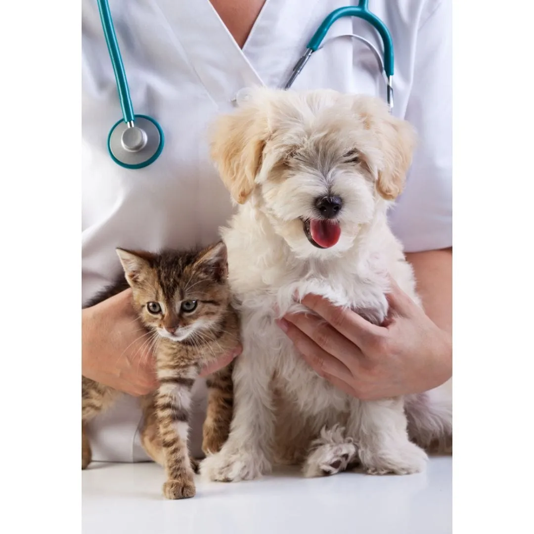 Veterinarian holding a fluffy white puppy and a tabby kitten