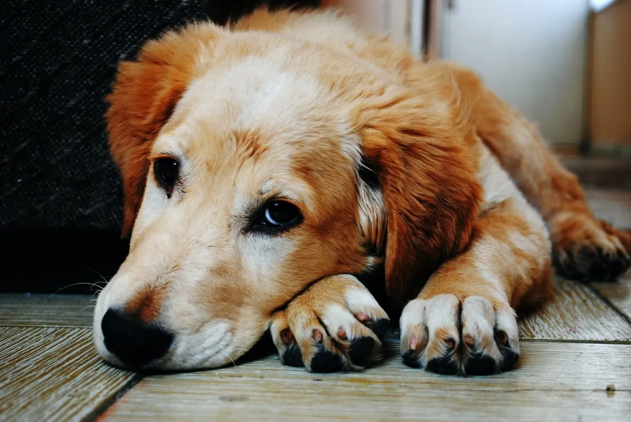 Golden retriever mix resting its head on a wooden floor