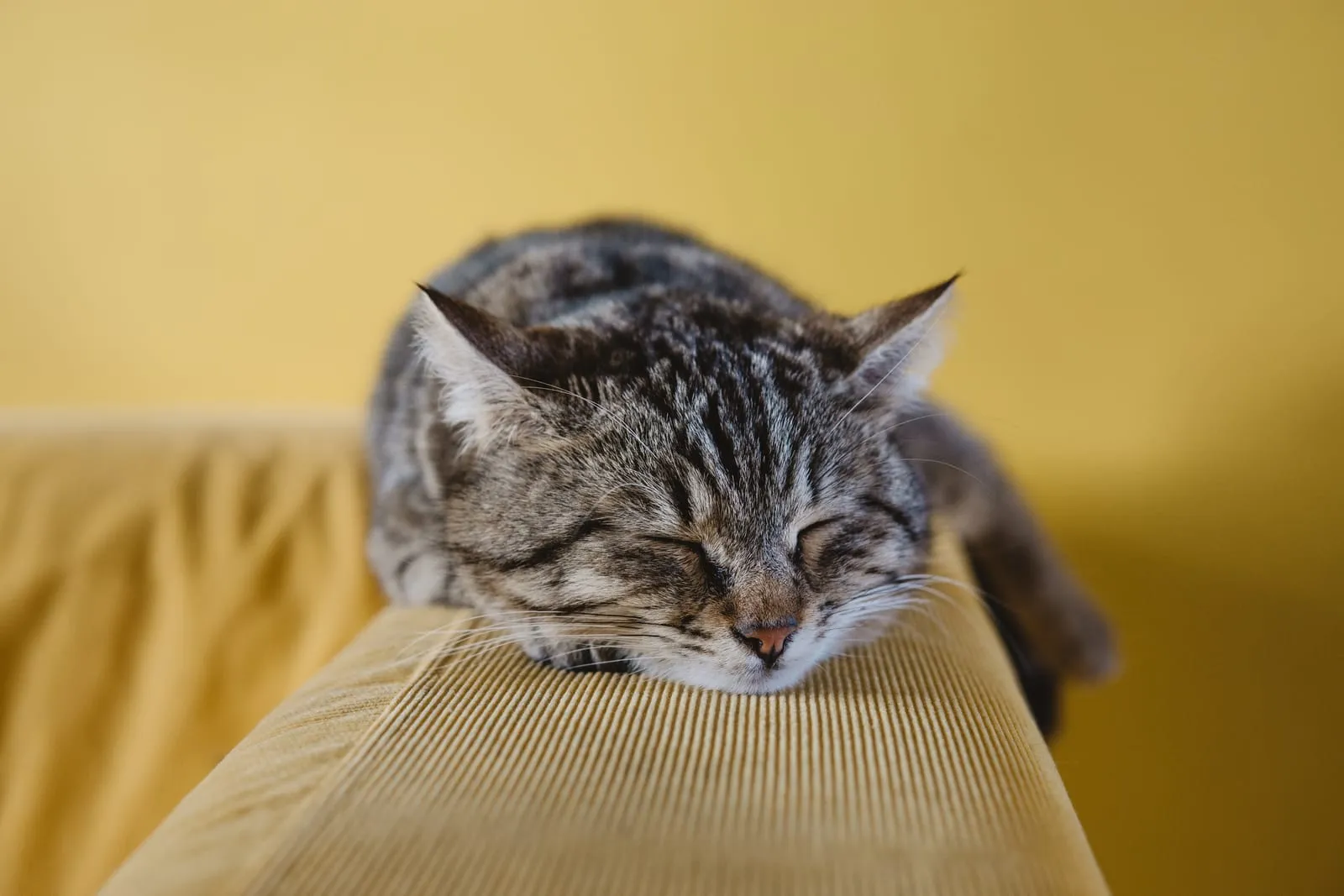 Grey cat sleeping on the arm of a couch