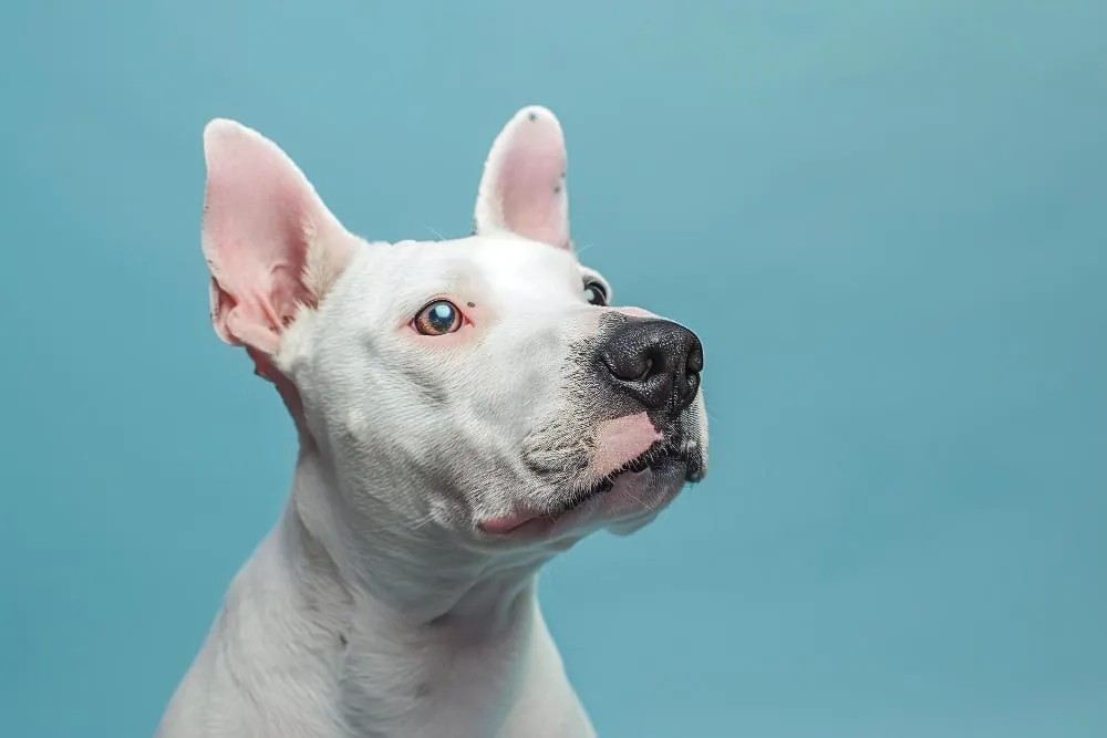 A white dog with upright ears