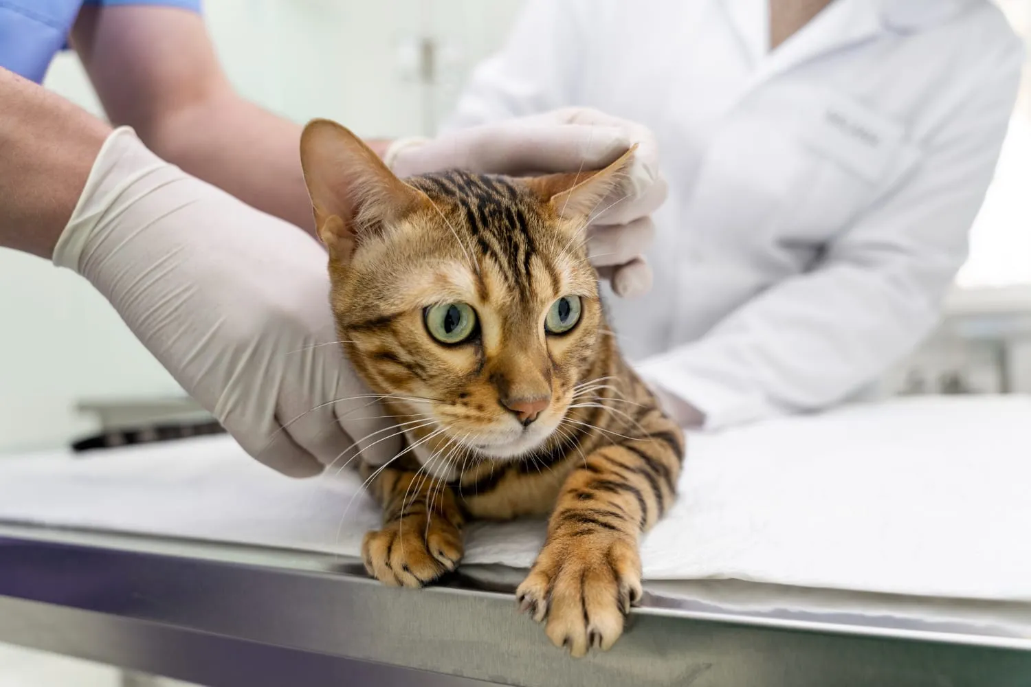 A veterinarian examining a Bengal cat on an exam table