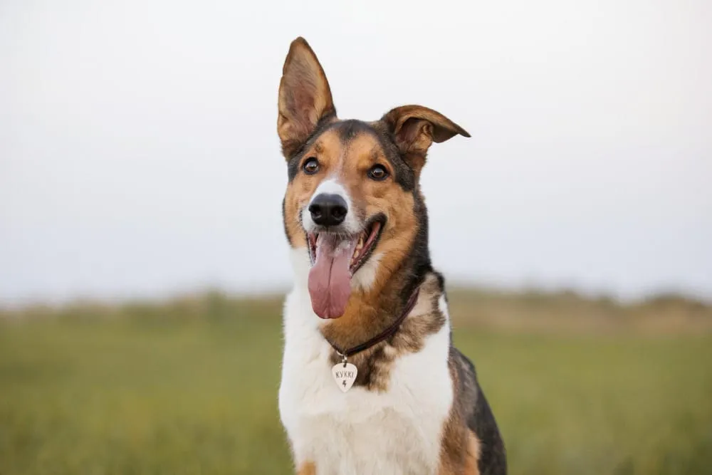 A tricolor dog with large upright ears in a field