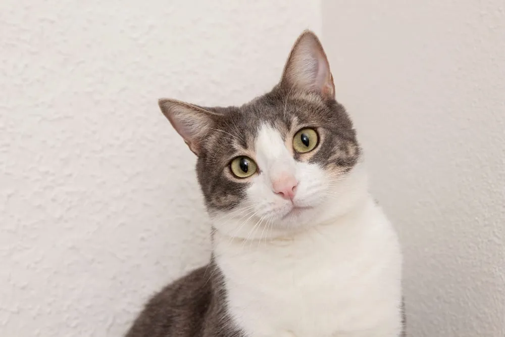 A gray and white cat looking at the camera