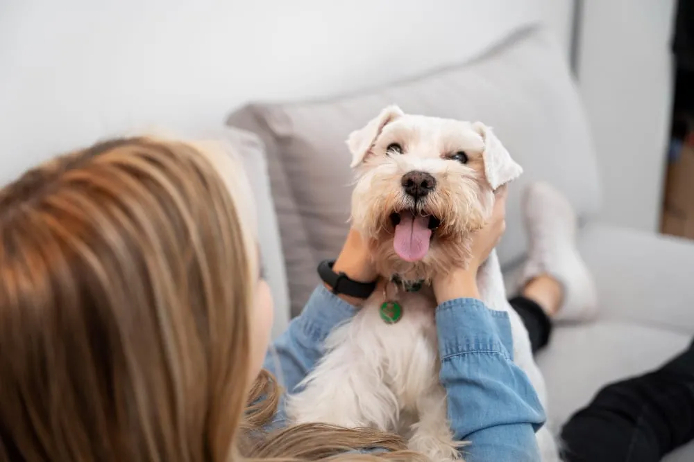 A woman hugging her white terrier on the sofa