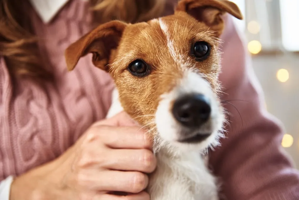 A Jack Russell terrier being held by its owner