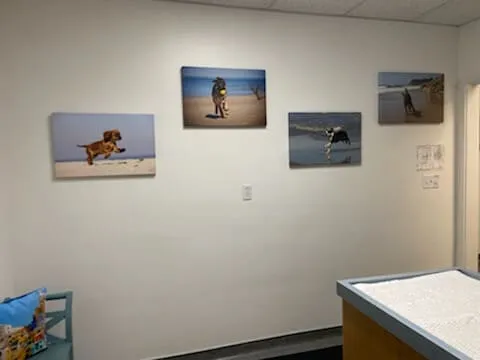 An exam room decorated with dog photos on the walls