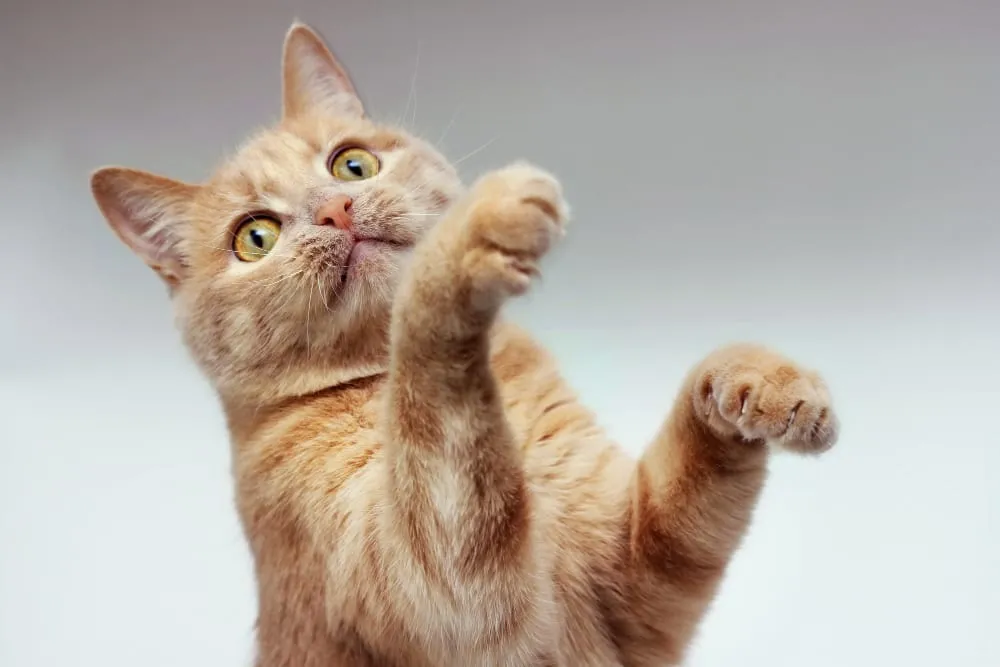 A playful orange cat reaching up with its paws