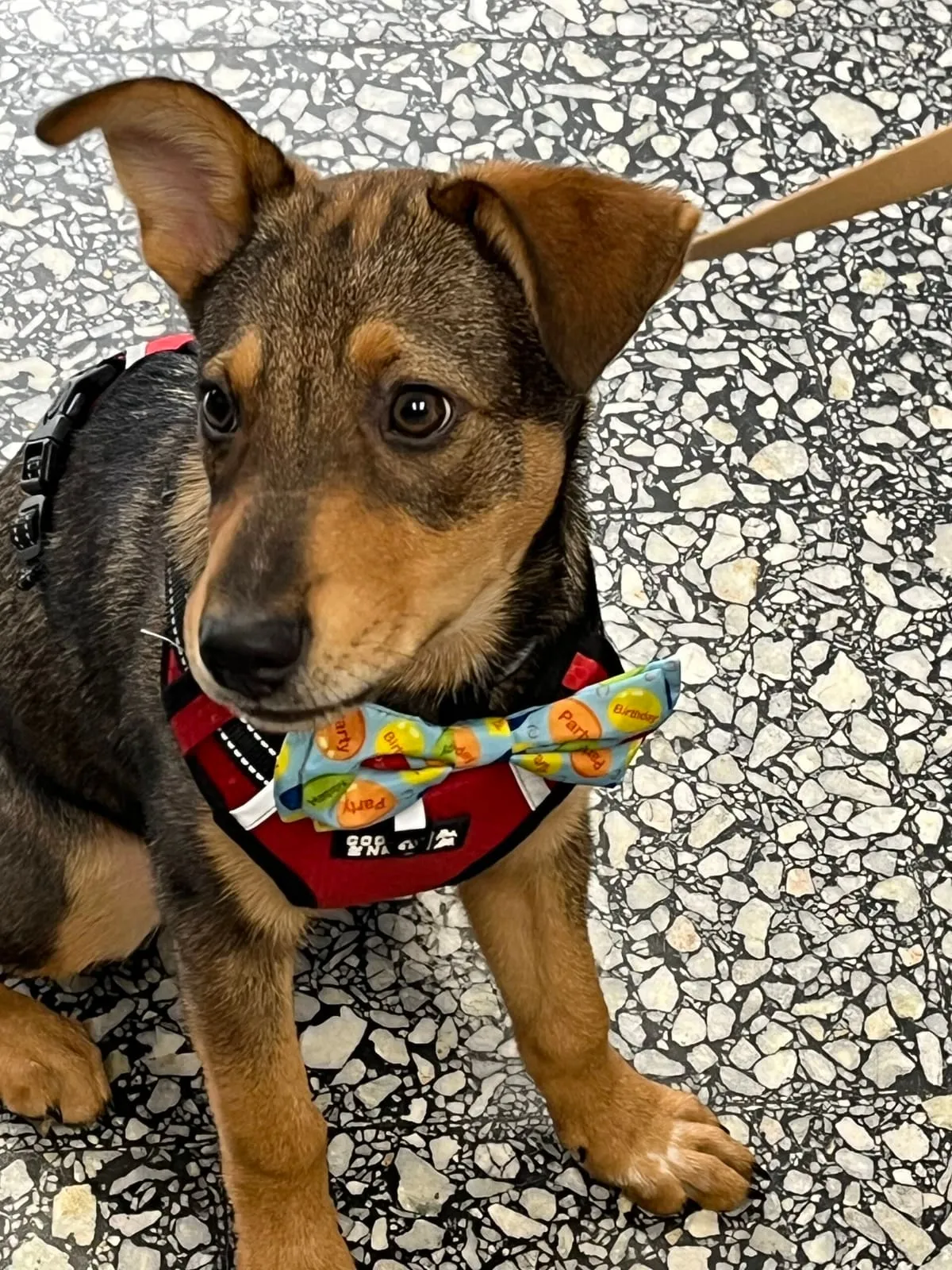 Finn, a young shepherd mix puppy, wearing a bow tie