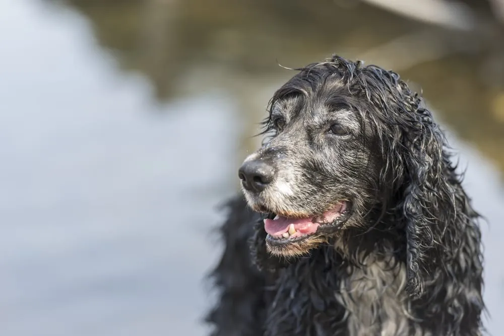 A senior spaniel with a gray muzzle