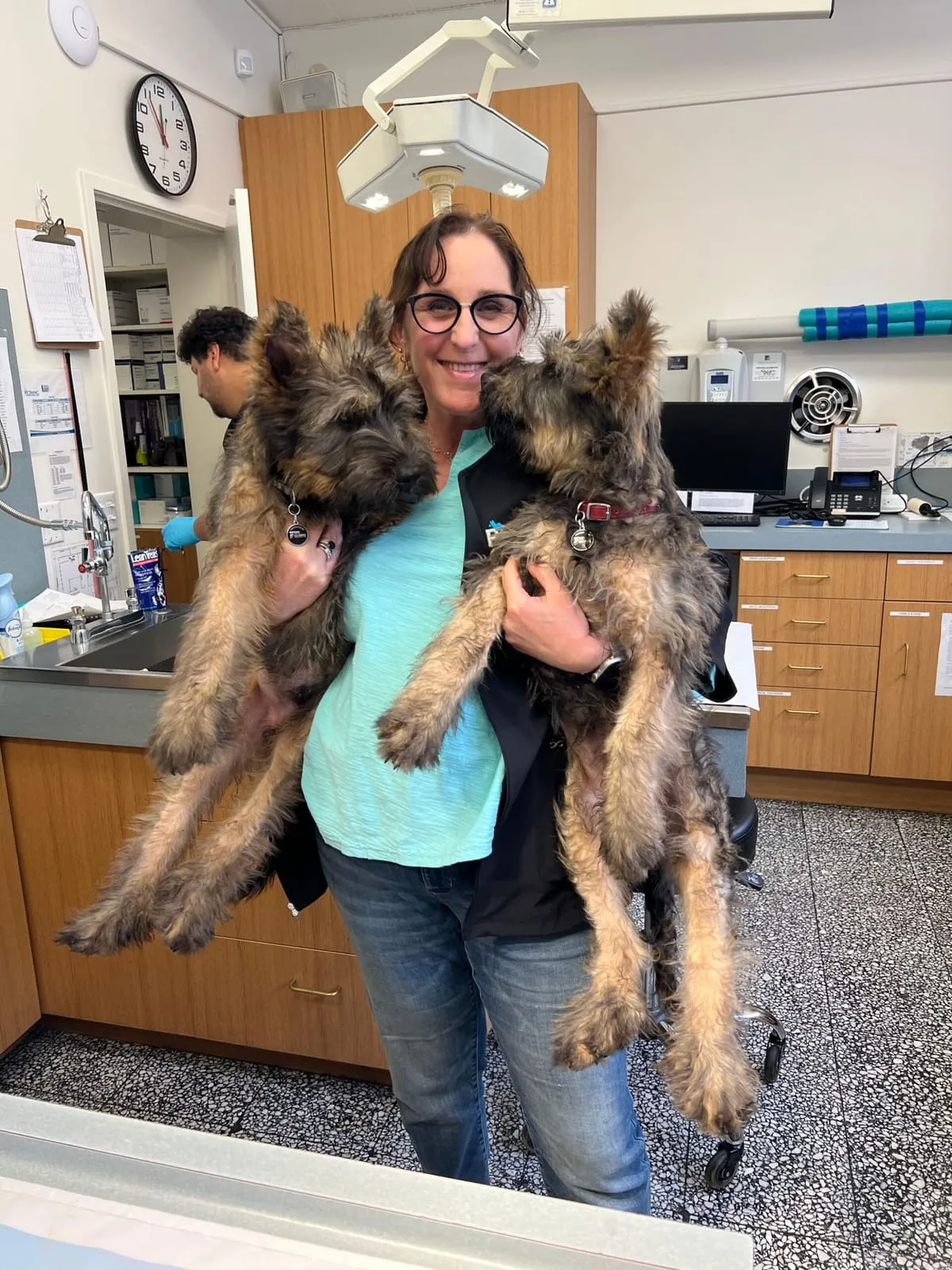 A team member holding two German shepherd puppies