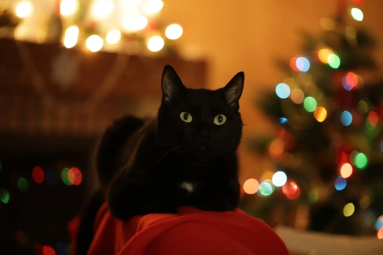 Black cat sitting near a lit Christmas tree