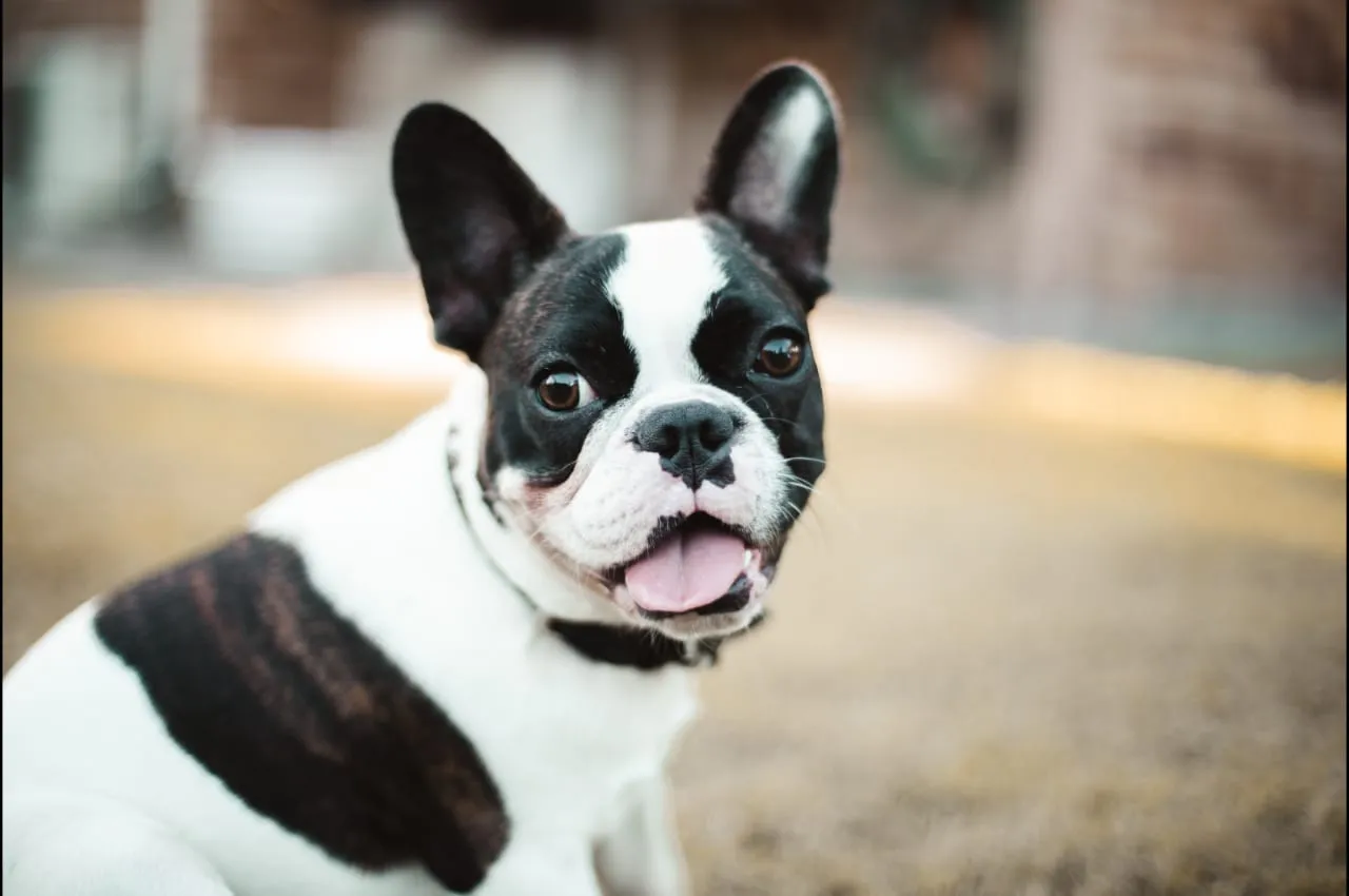 Black and white Boston Terrior looking at camera with tongue partially out
