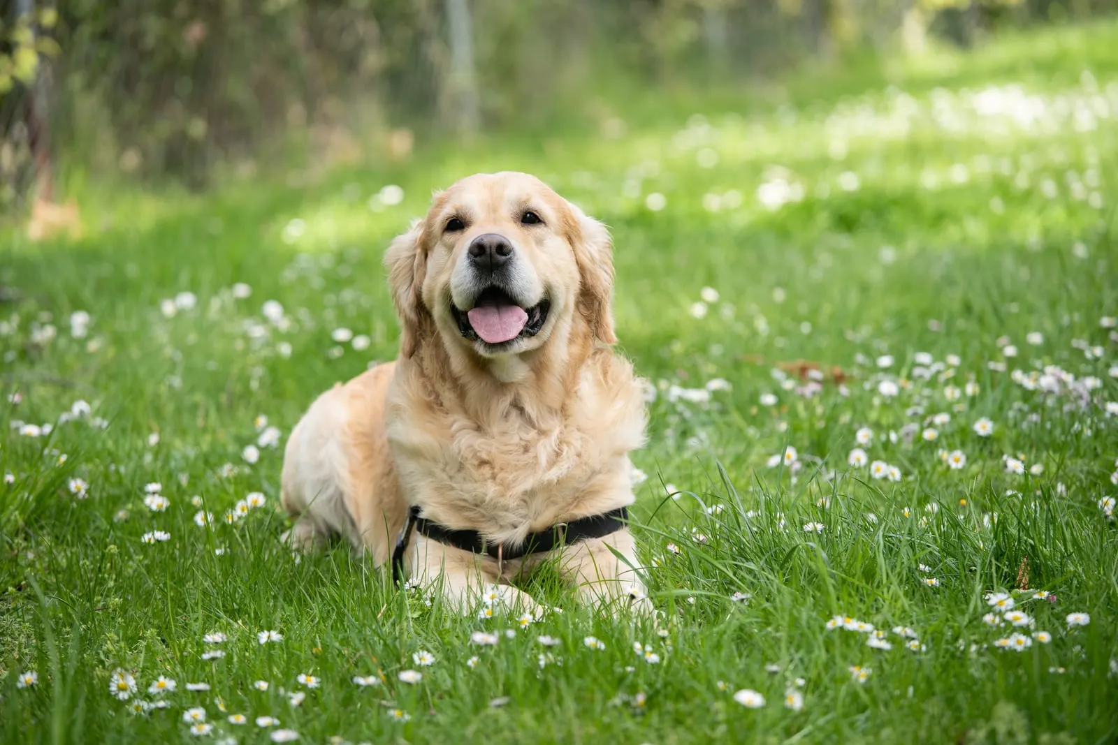 Smiling golden retriever lying in grass dotted with daisies