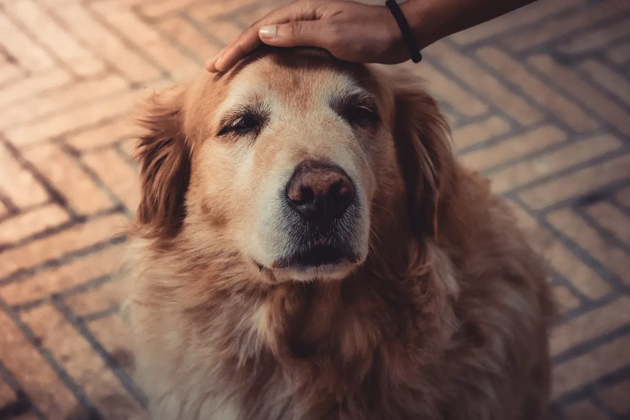 Hand resting on the head of a senior golden retriever