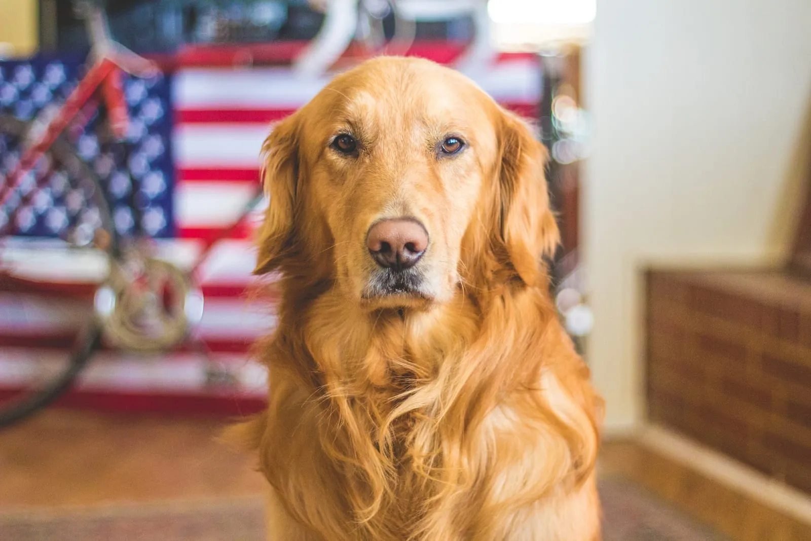 Golden retriever sitting indoors in front of an American flag