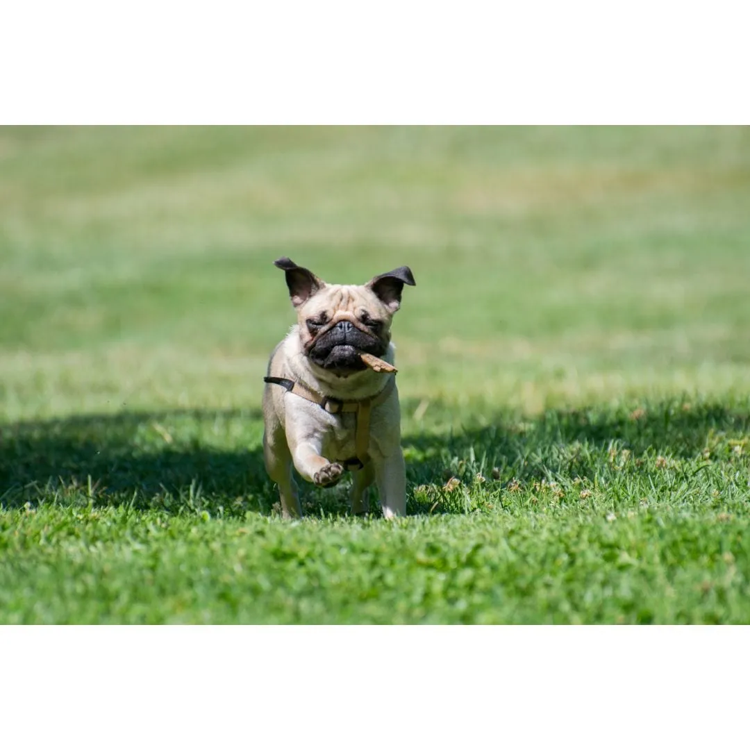 Pug running across a lawn with a stick in its mouth