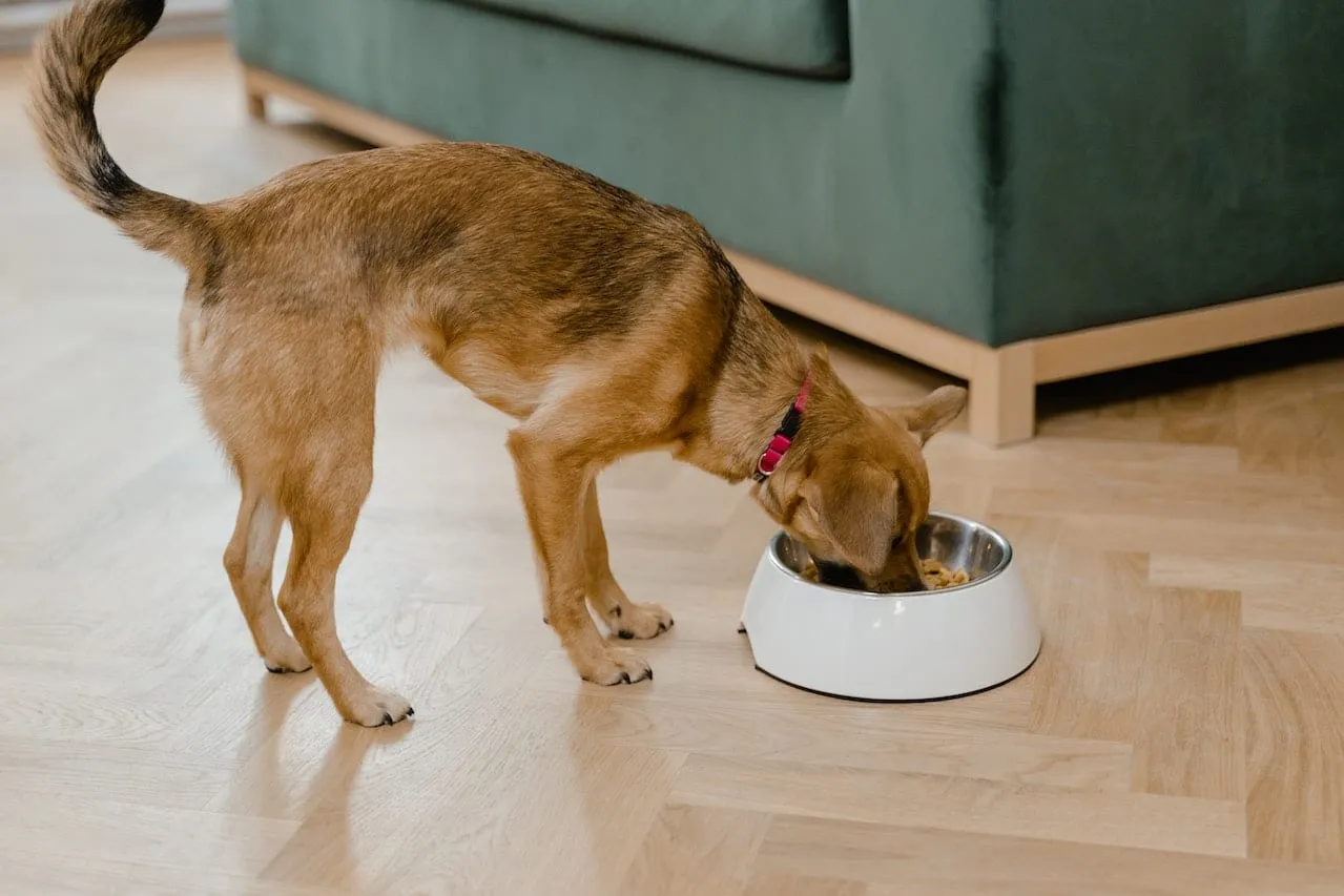 Brown dog with fluffy tail eating out of white dog bowl