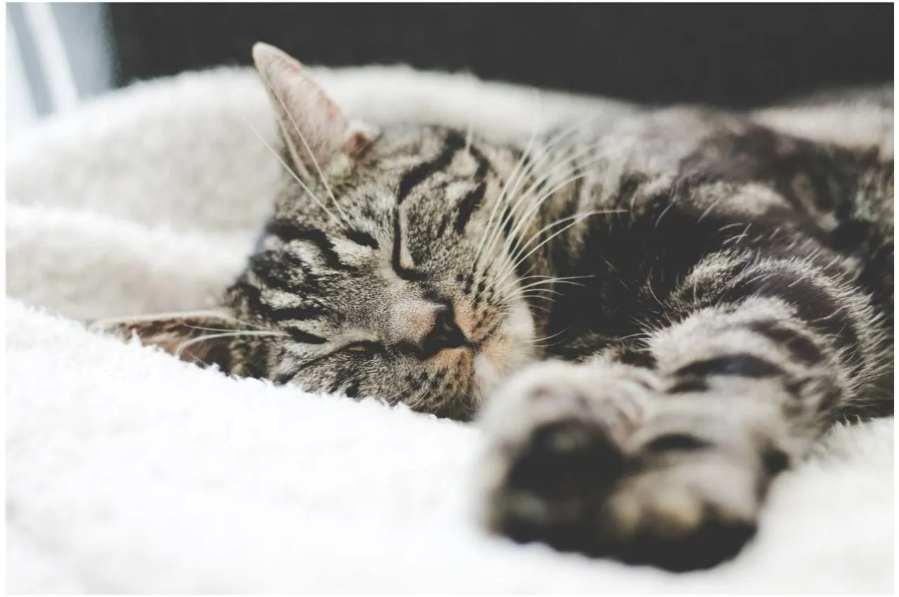 Tabby cat sleeping curled up on a fluffy white blanket