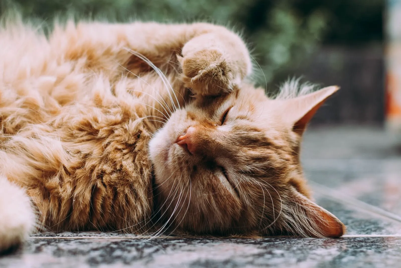 Orange cat sleeping on the ground with their paw up