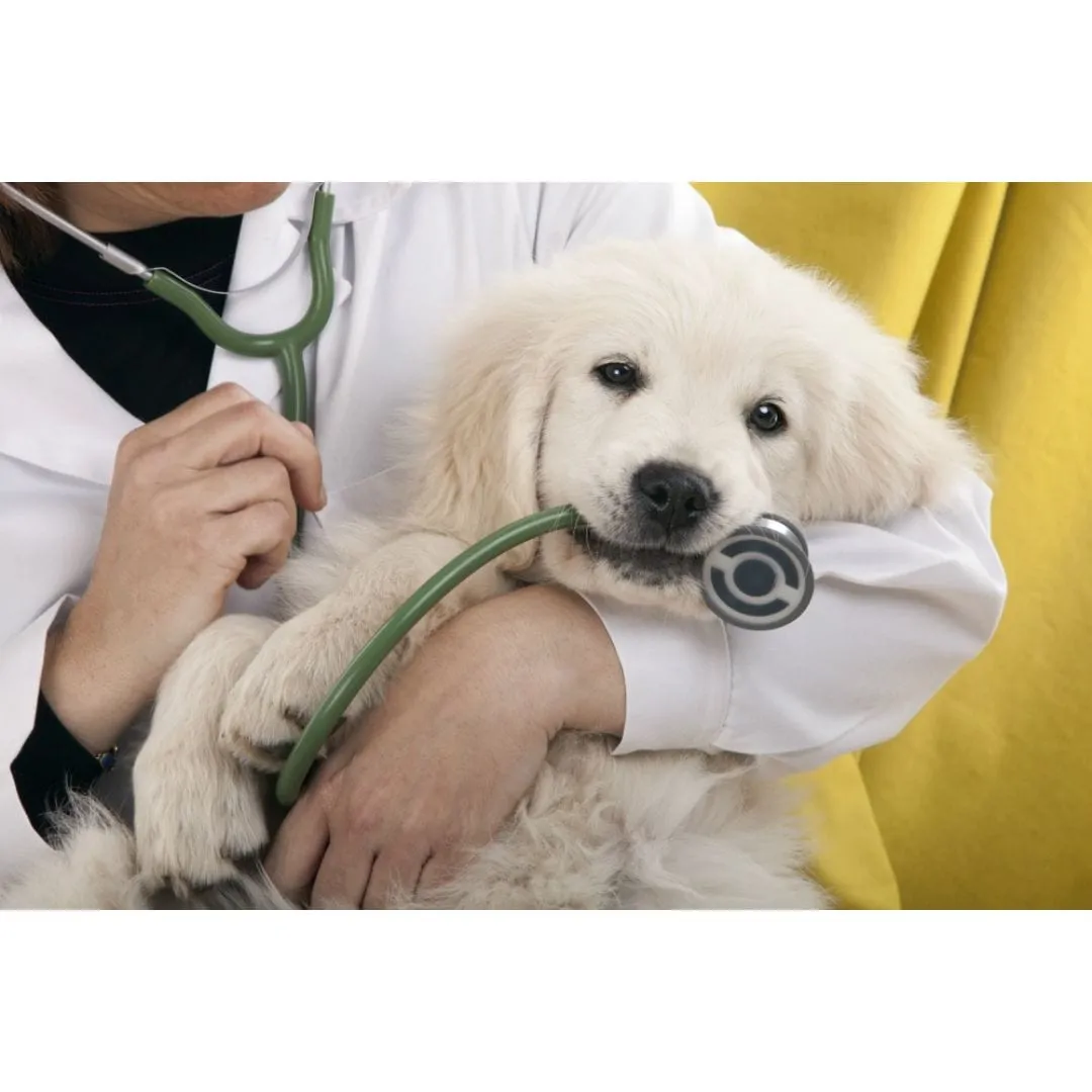 Golden retriever puppy chewing a stethoscope held by a veterinarian