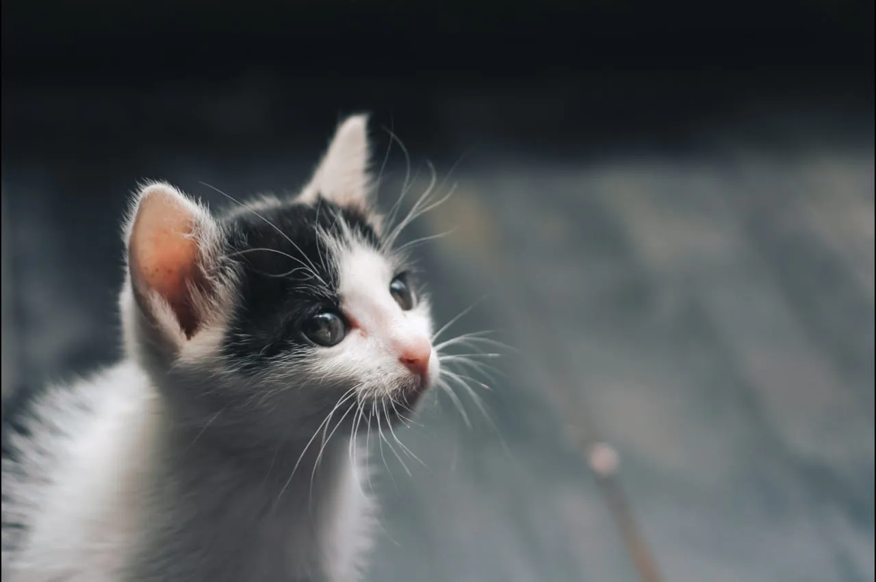 Black and white kitten looking up