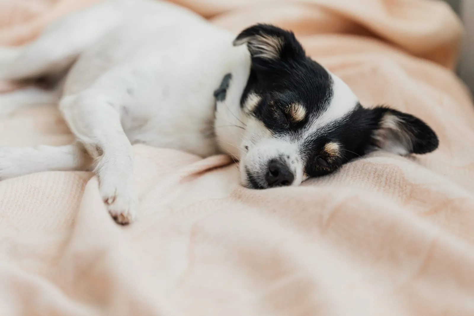 Black and white dog sleeping on a blanket