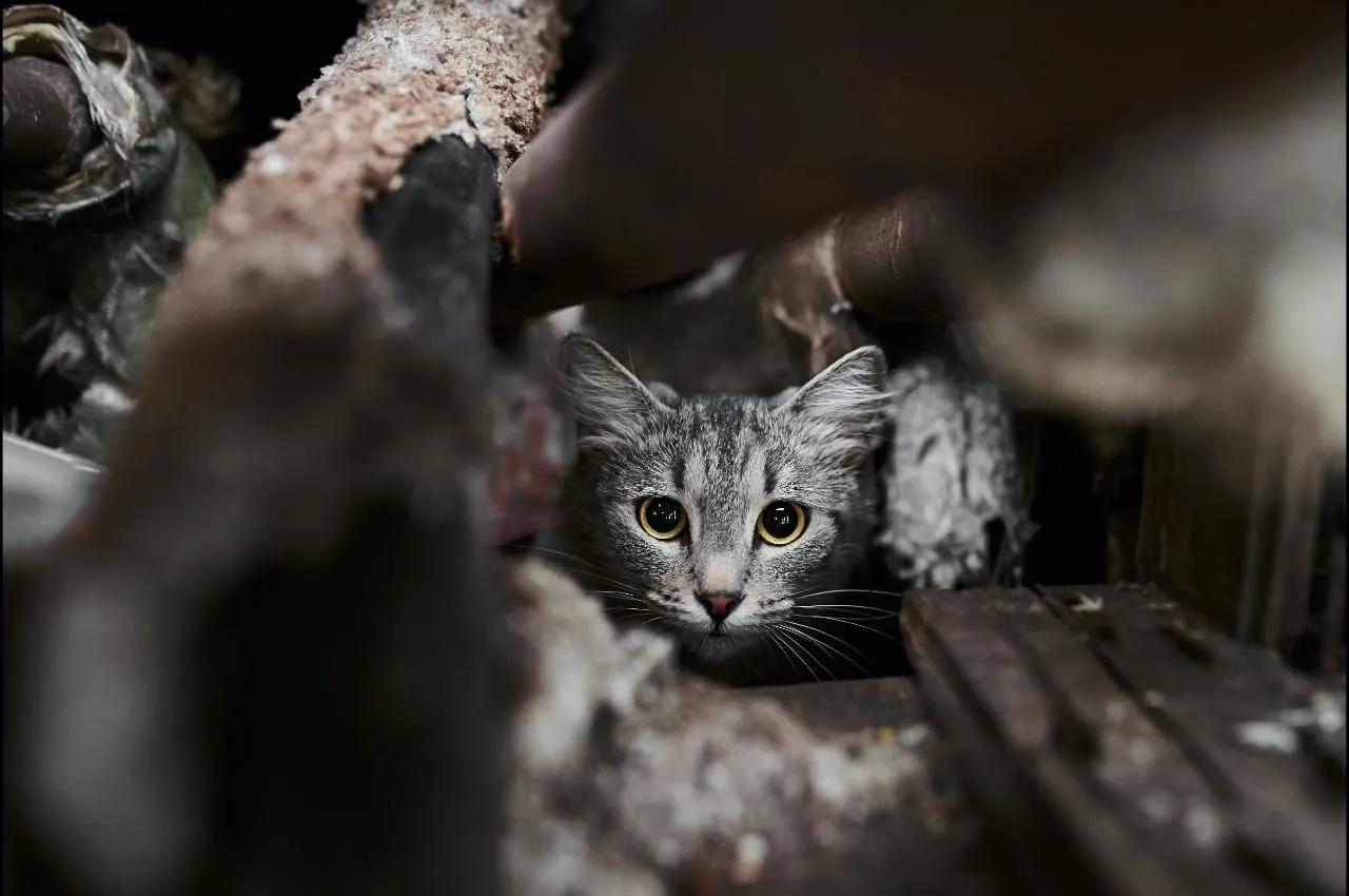 Gray tabby cat peeking out from a hiding spot under wood