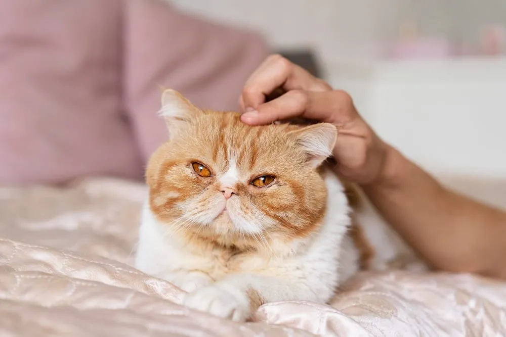 An owner gently petting a cat resting on a bed
