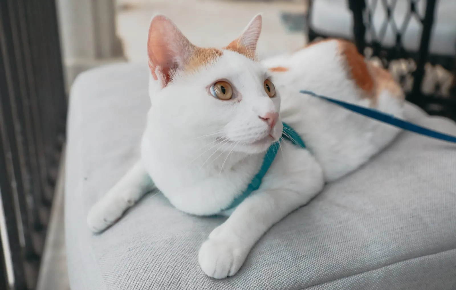 White and orange cat wearing a harness and leash, resting on a cushion