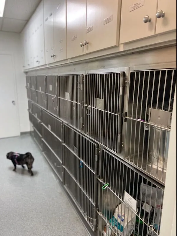 A small dog walking past the hospital kennels